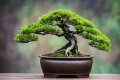 Do bonsai trees go through seasons?