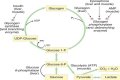 How is glycogenolysis different from glycogenesis?