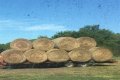 How much is a round bale of hay in Oklahoma?