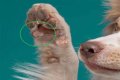 Question: Can Fertilizer Make My Dogs Paw Res