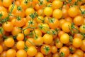 Should i pinch out tumbling tom tomatoes?