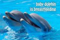 What does breasting dolphin do?