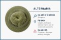 What type of mold is Alternaria?
